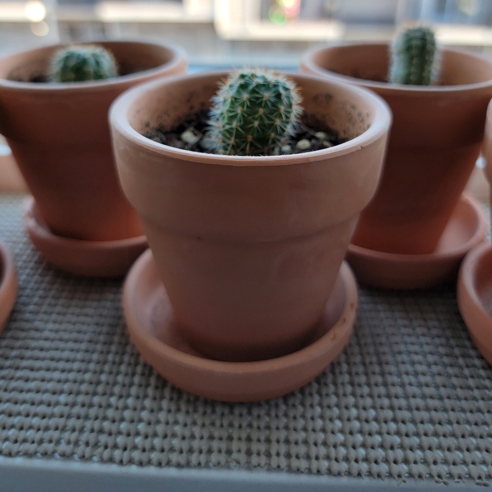 Live cactus in pot